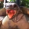 Nabuco